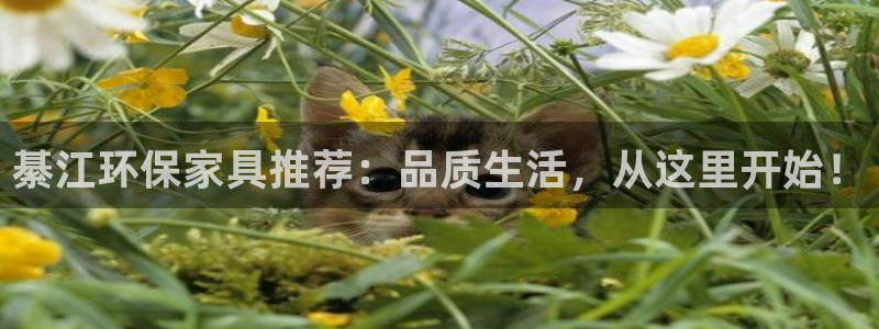 杏宇平台到底能玩吗：綦江环保家具推荐：品质生活，从这里开始！